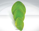 Green leaf art glass plate